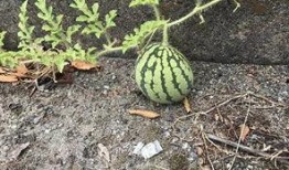 黑历史网红吃瓜,吃瓜群众眼中的娱乐圈风云